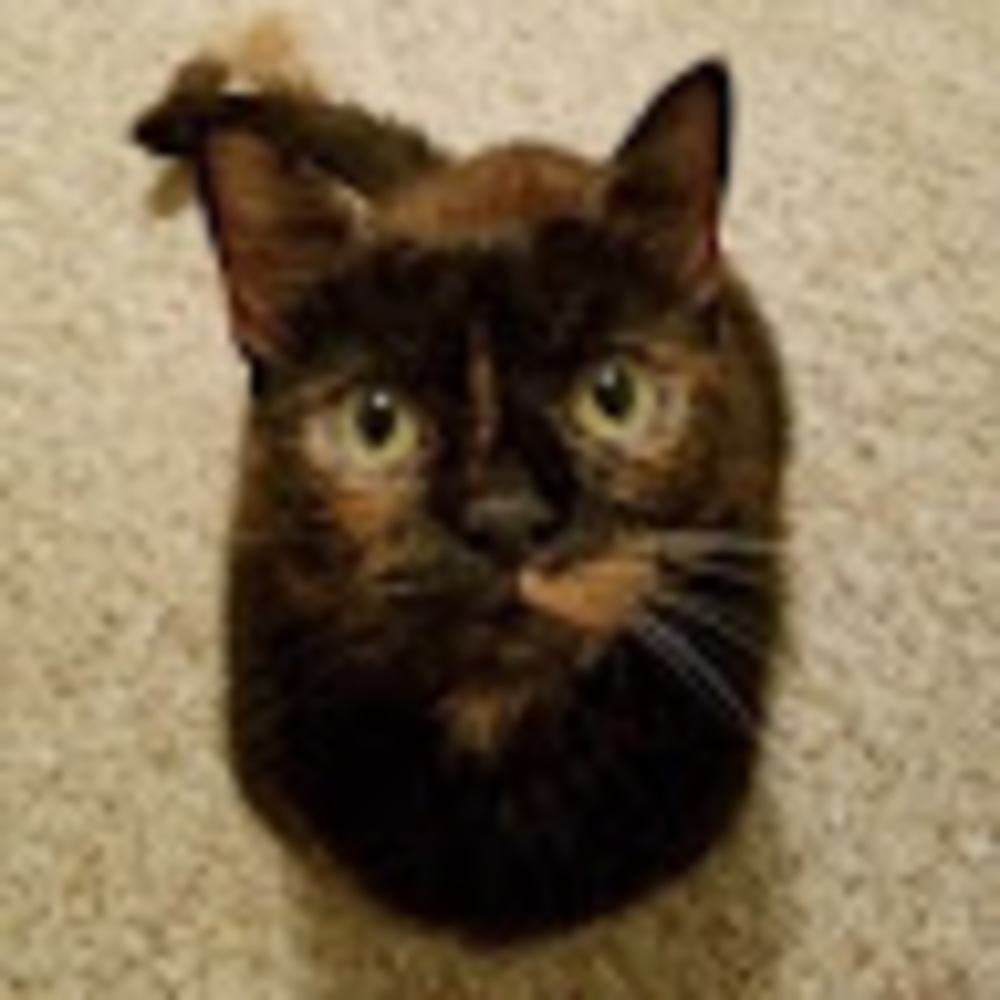 Meet your Posher, Shannon